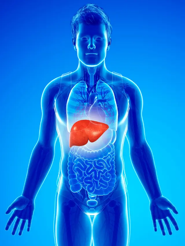 Tips for Keeping Your Liver Healthy